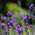 Extract of Natural Culinary Lavender