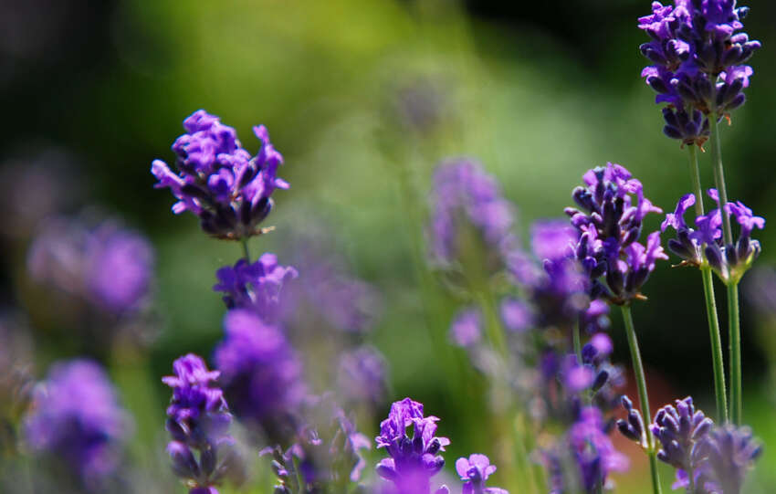Extract of Natural Culinary Lavender
