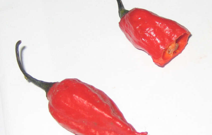 Bhut Jolokia