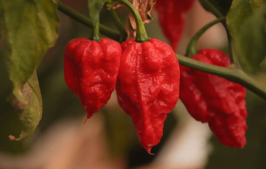 Bhut Jolokia